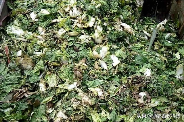 果皮菜（cài）葉就地無害化（huà）處理