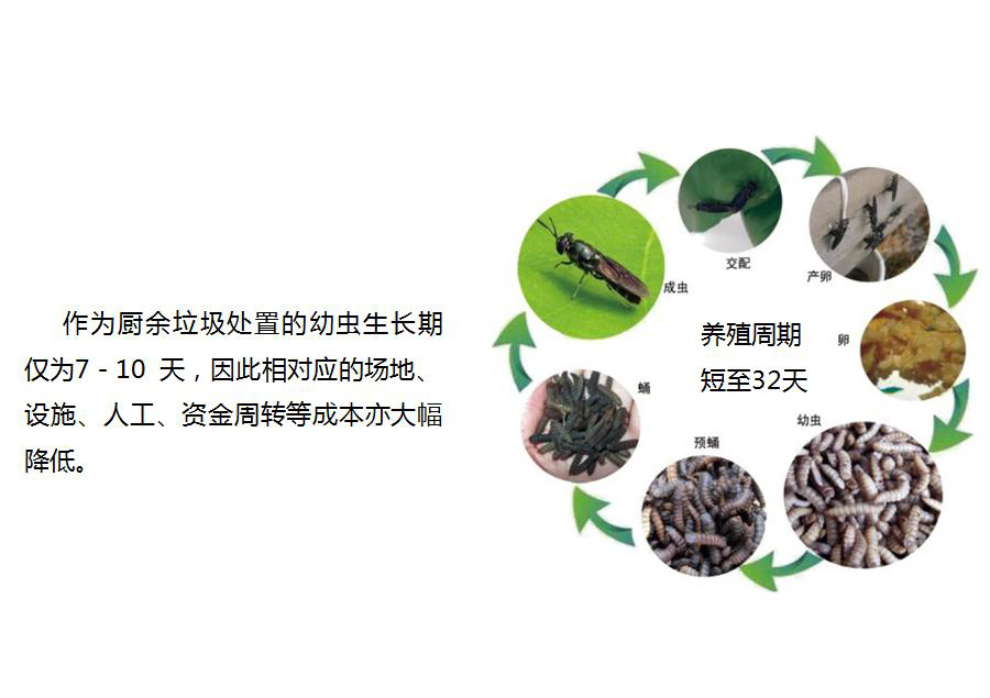 黑水虻怎麽處理餐廚垃圾？